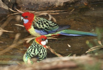 Adelaide rosellas